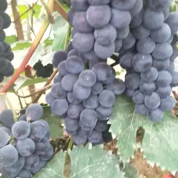 冷棚140葡萄大量上市