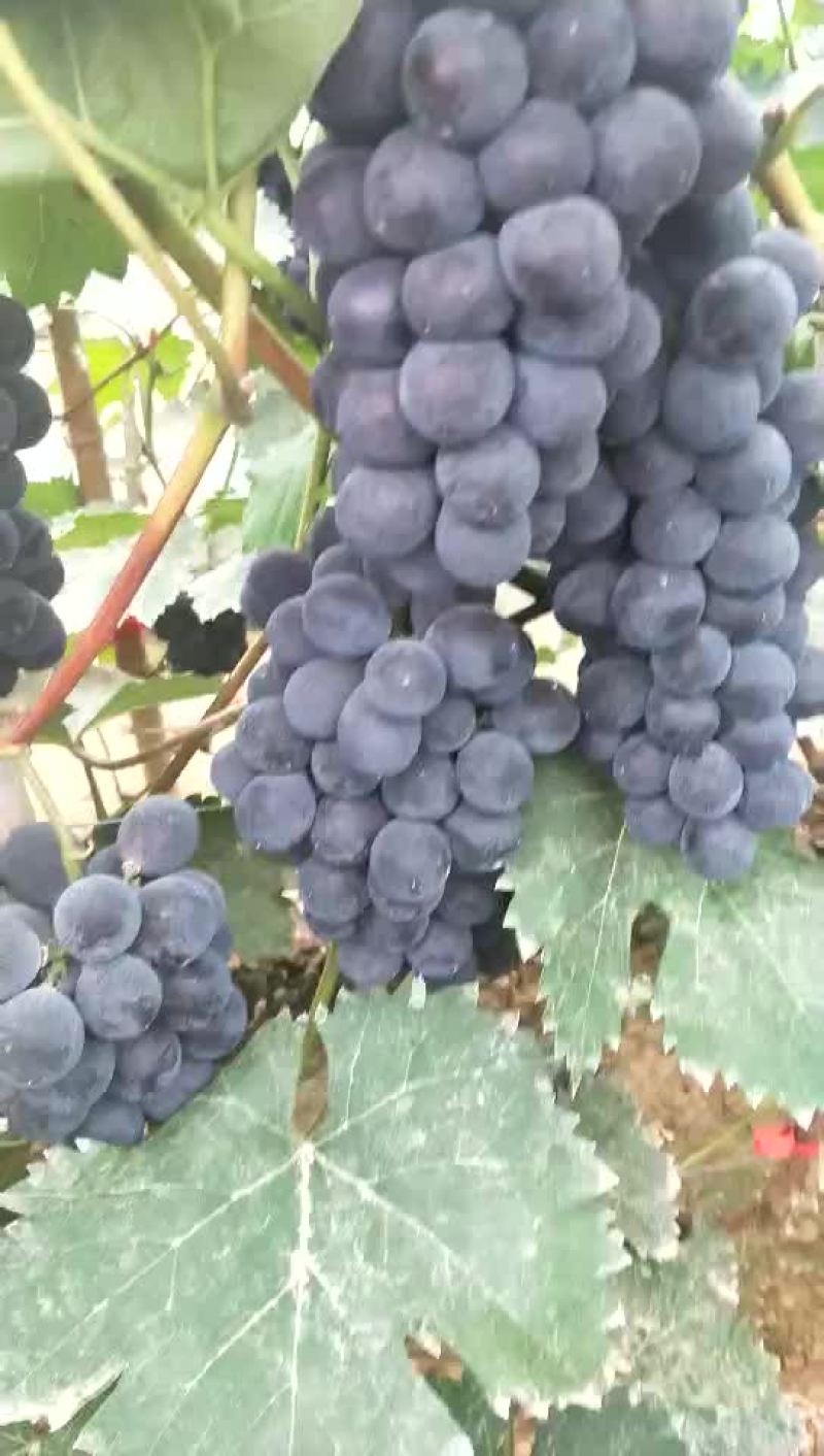 冷棚140葡萄大量上市
