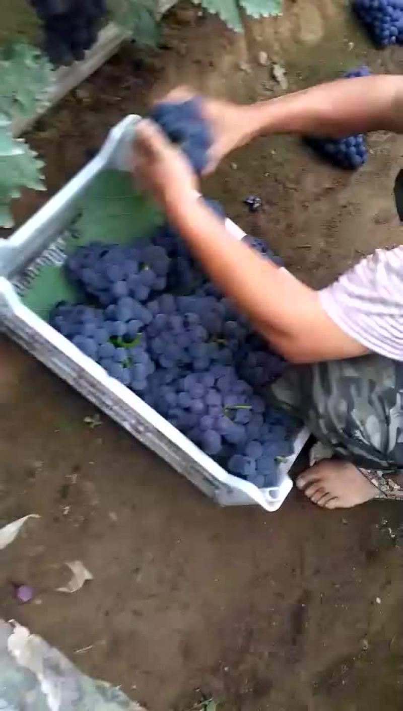 冷棚140葡萄大量上市