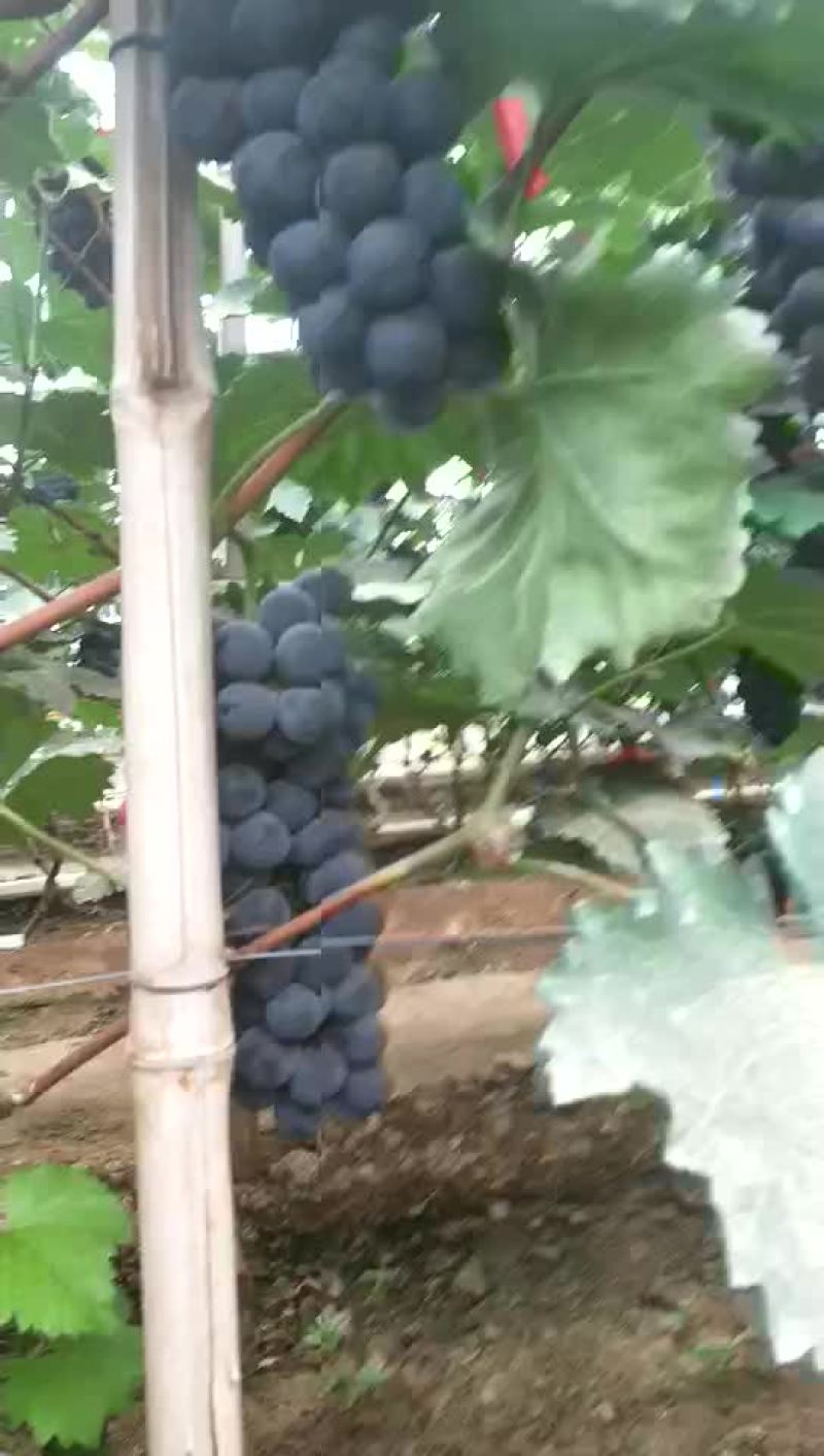 冷棚140葡萄大量上市