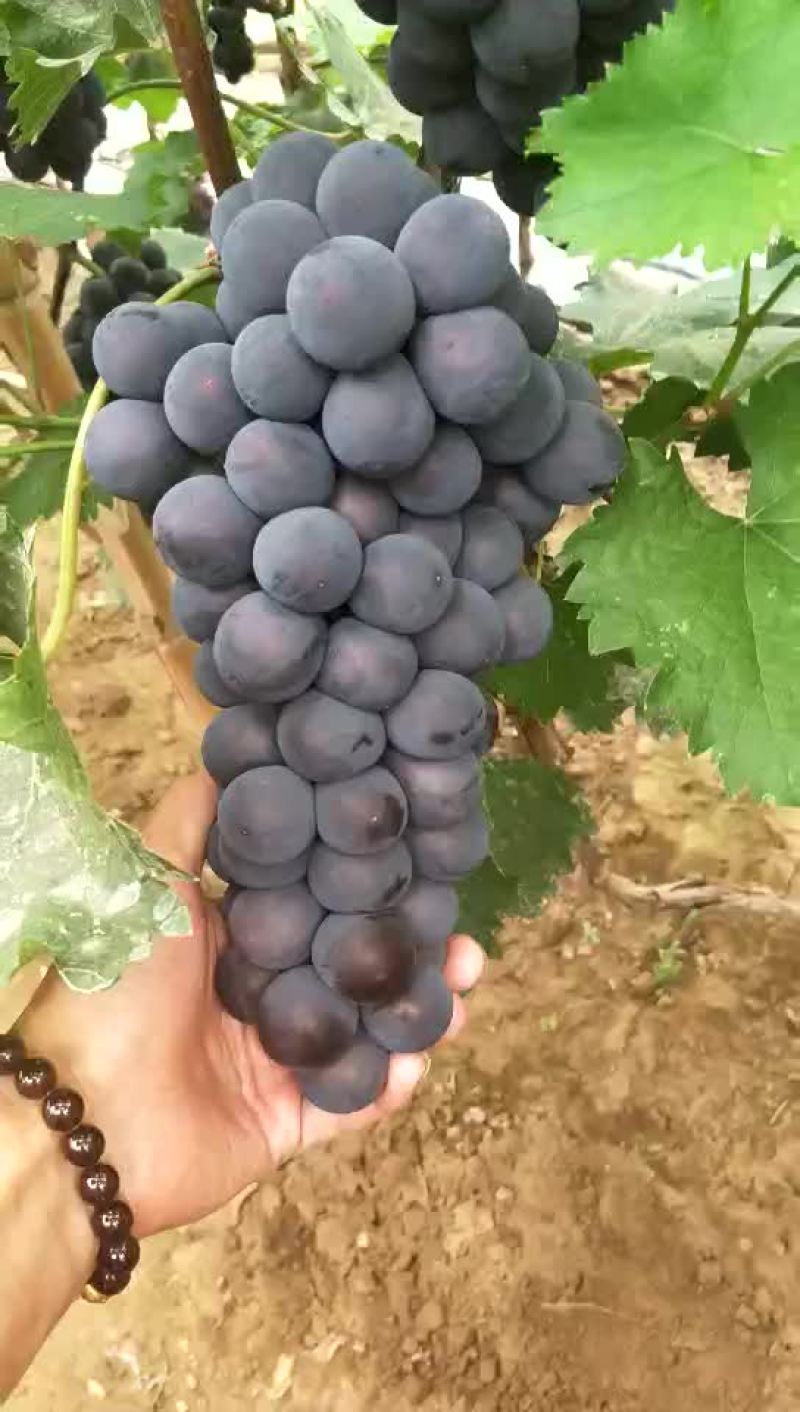 冷棚140葡萄大量上市