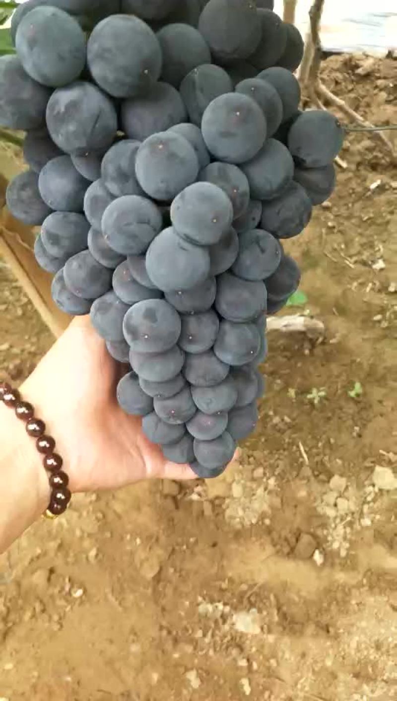 冷棚140葡萄大量上市