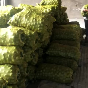 青皮核桃