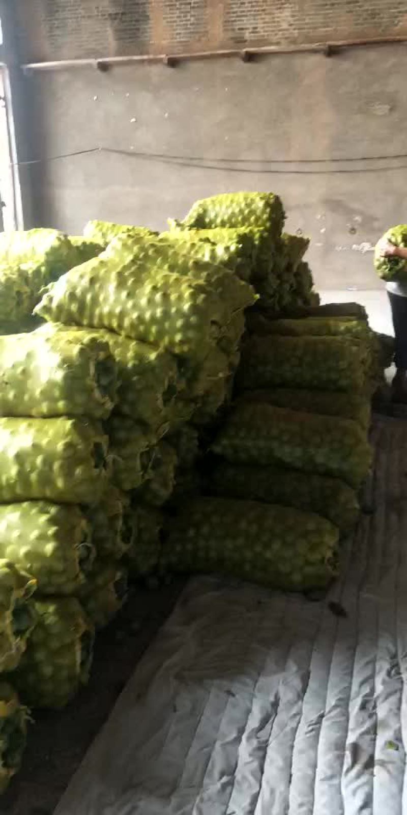 青皮核桃