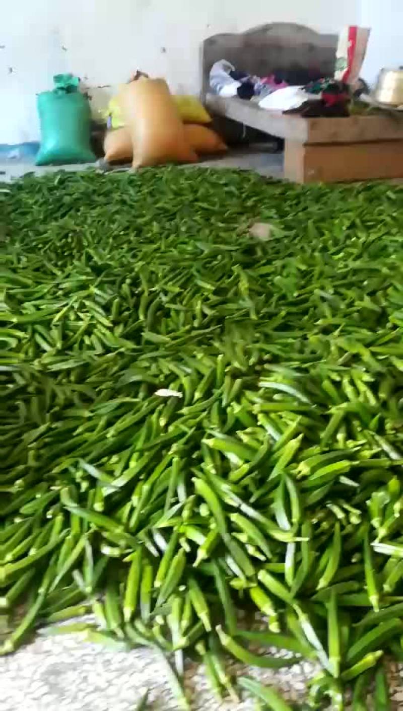 秋葵8~10cm