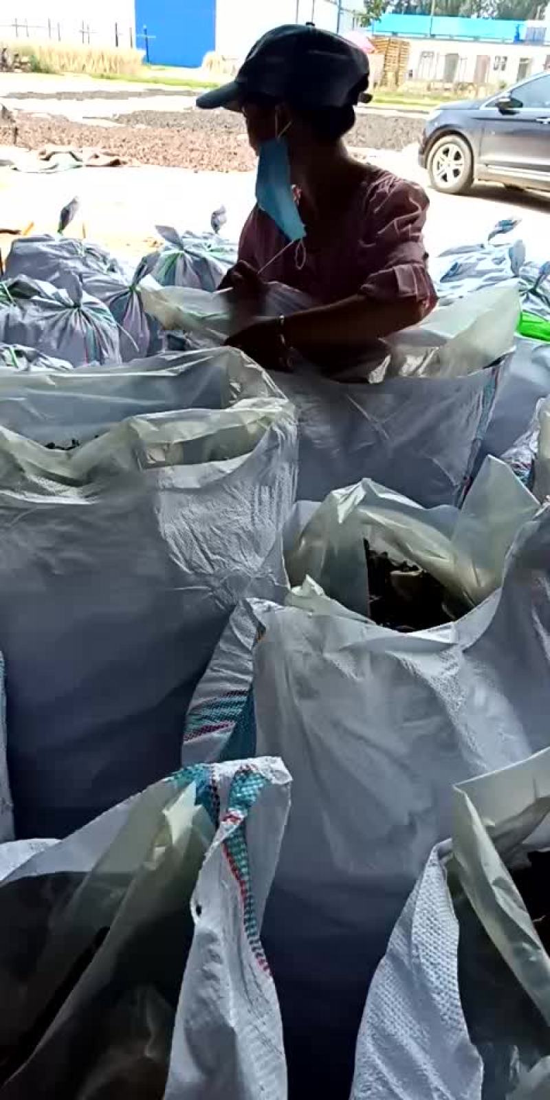 产地出售毛木耳