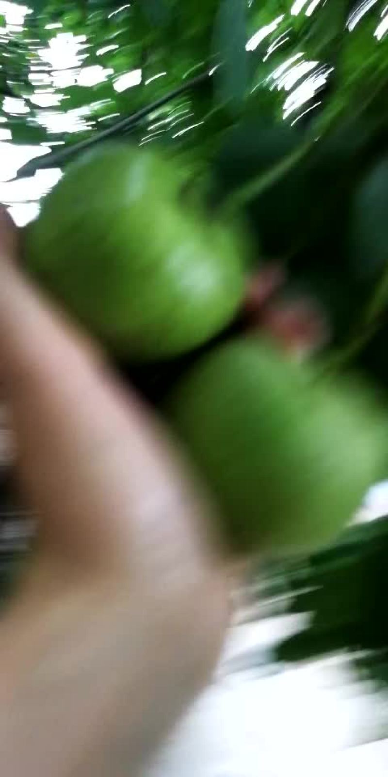 文玩核桃青皮开始啦
