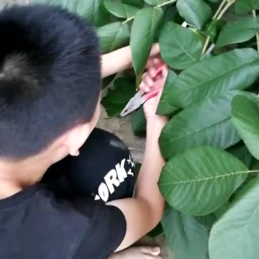 文玩核桃青皮开始啦