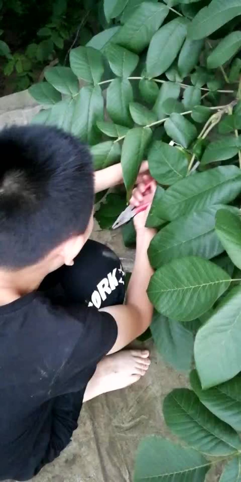 文玩核桃青皮开始啦