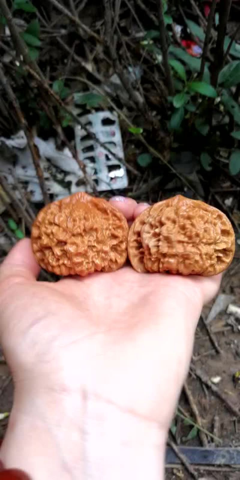 文玩核桃青皮开始啦
