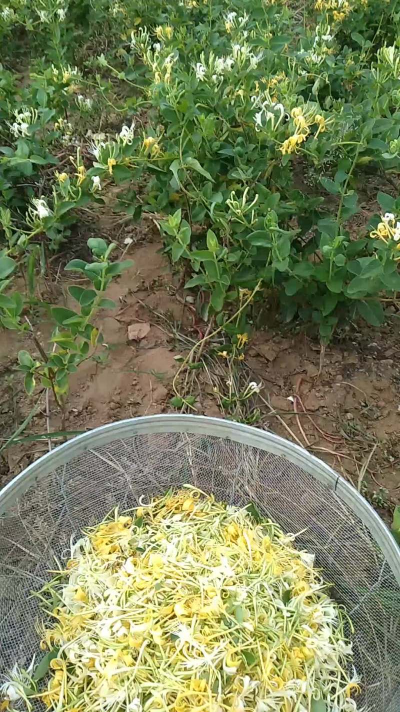 金银花苗
