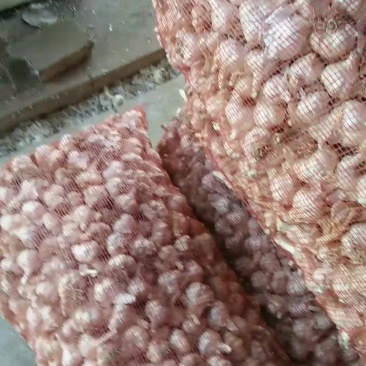 大毛蒜