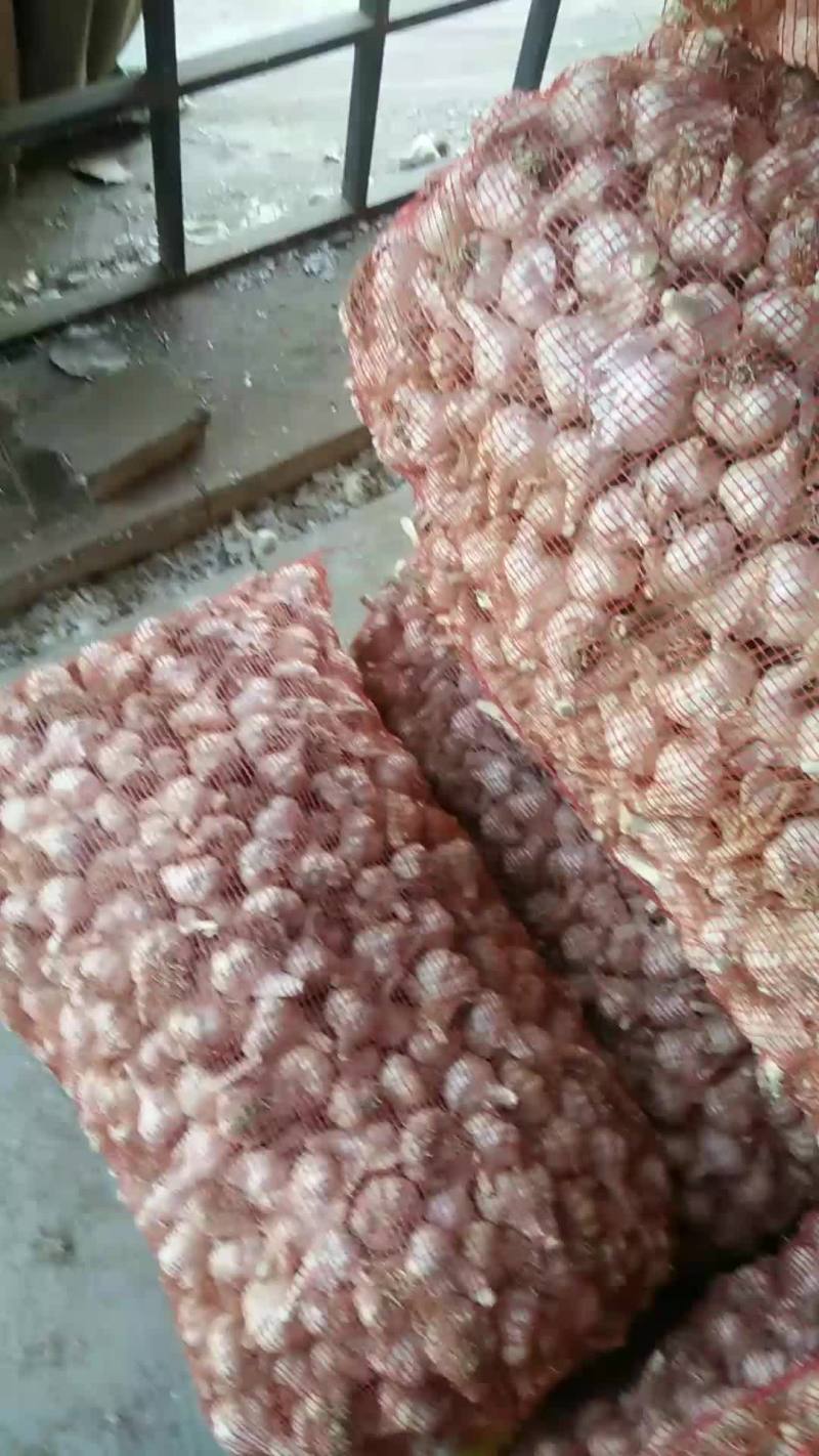大毛蒜