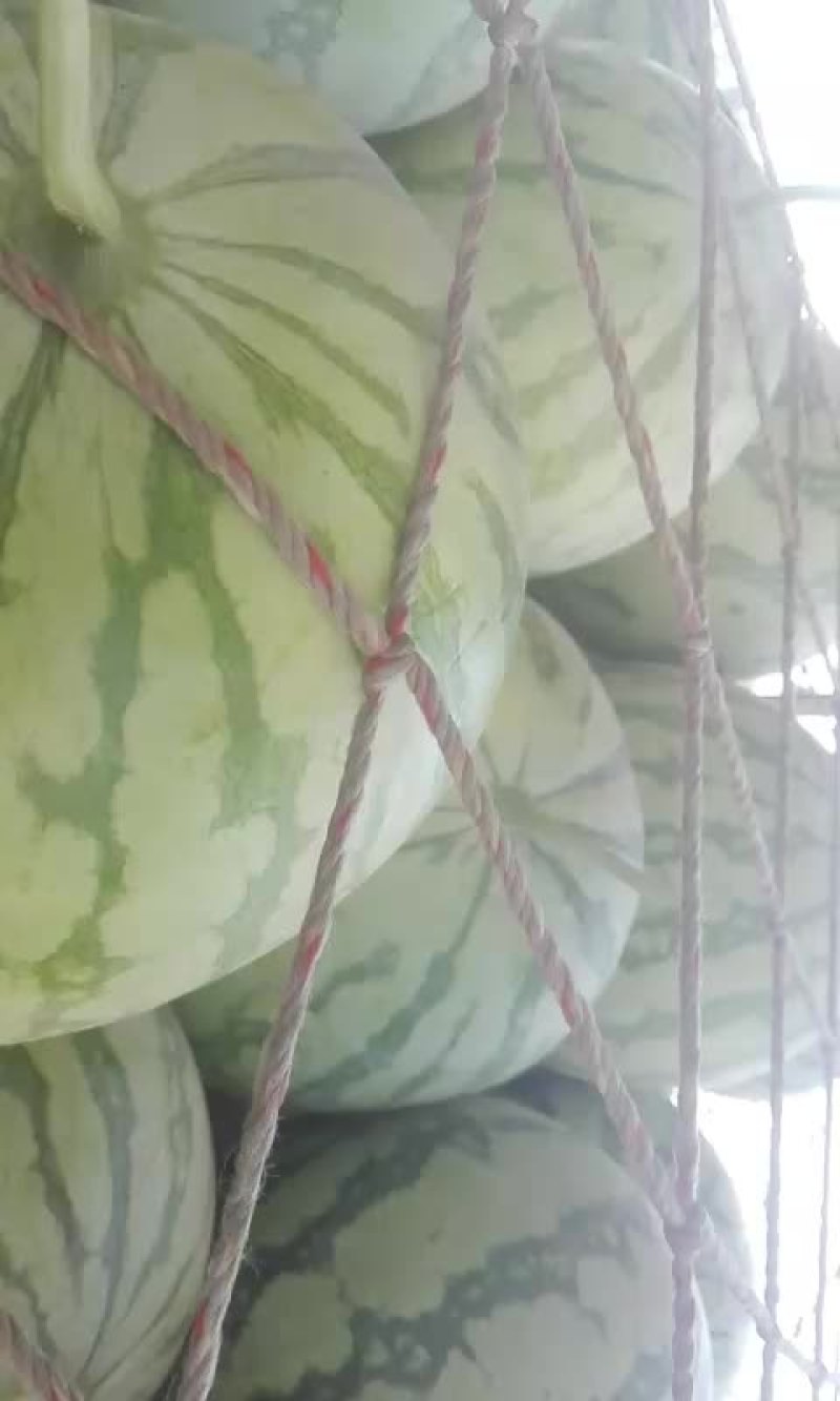 沙地金花西瓜