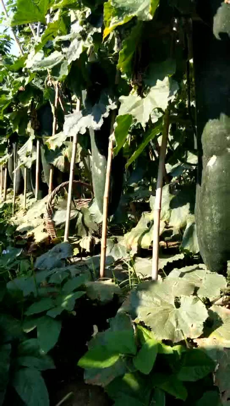 黑皮冬瓜