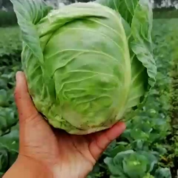 甘蓝