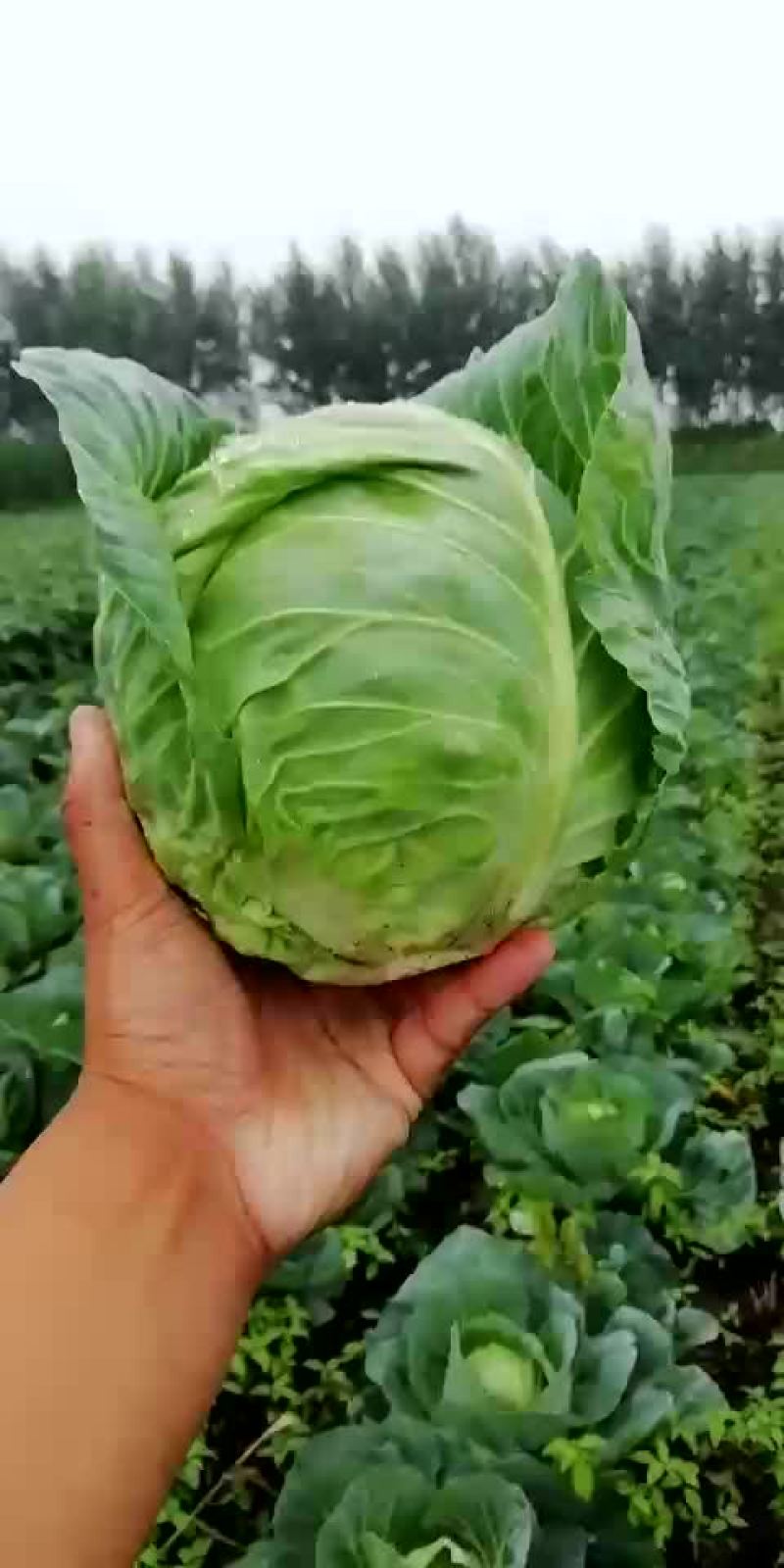 甘蓝