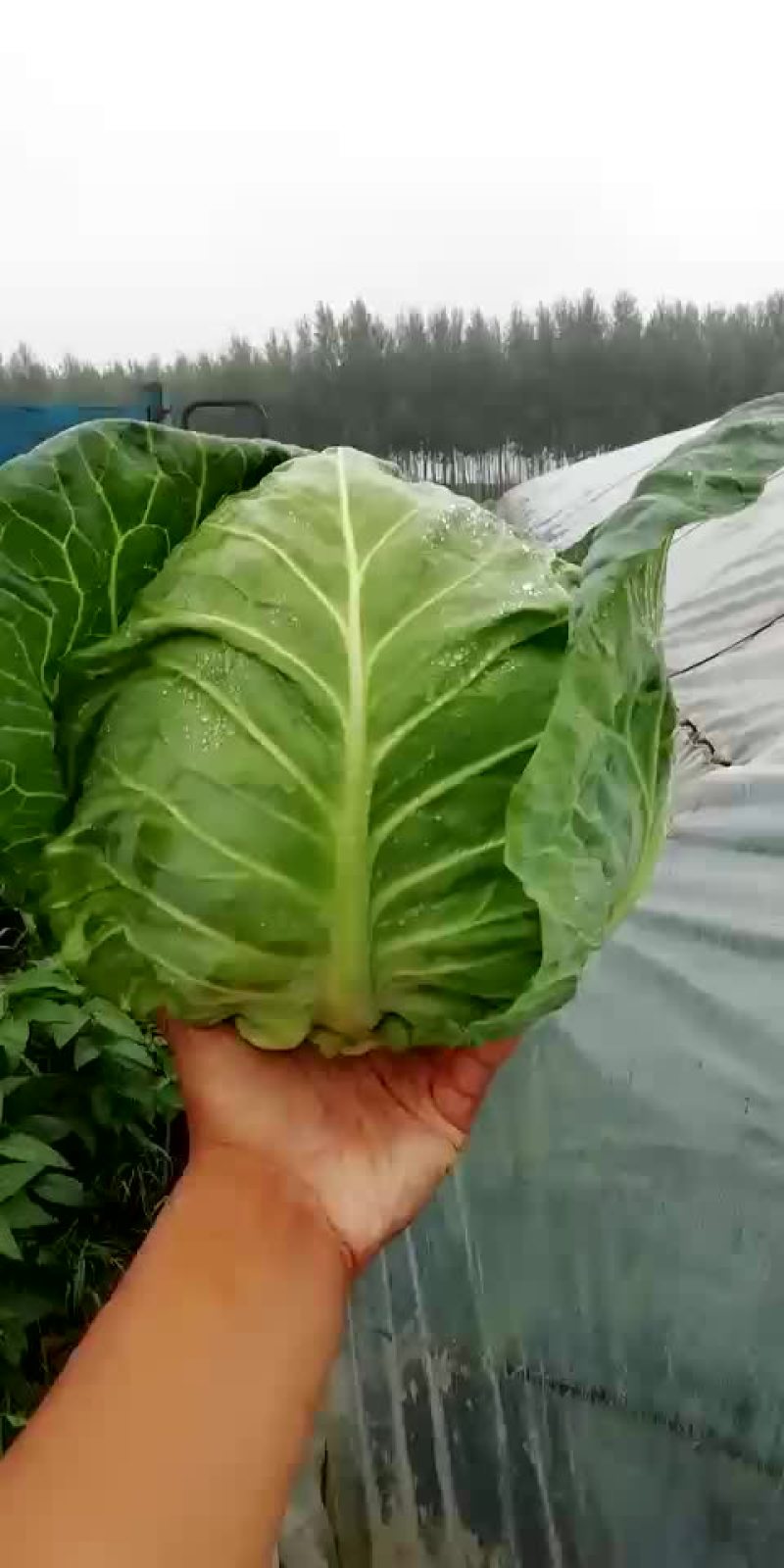 甘蓝