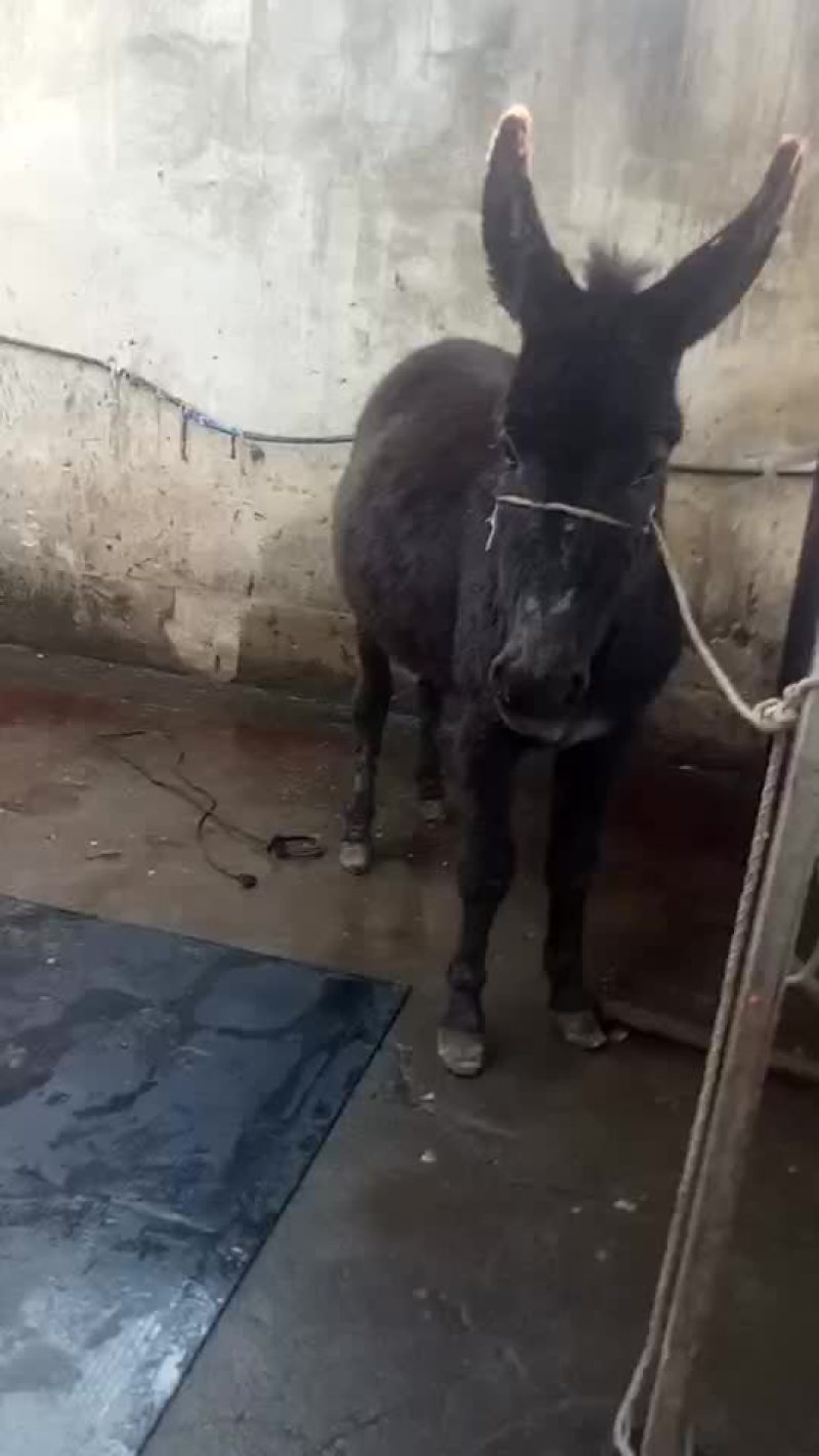 驴肉