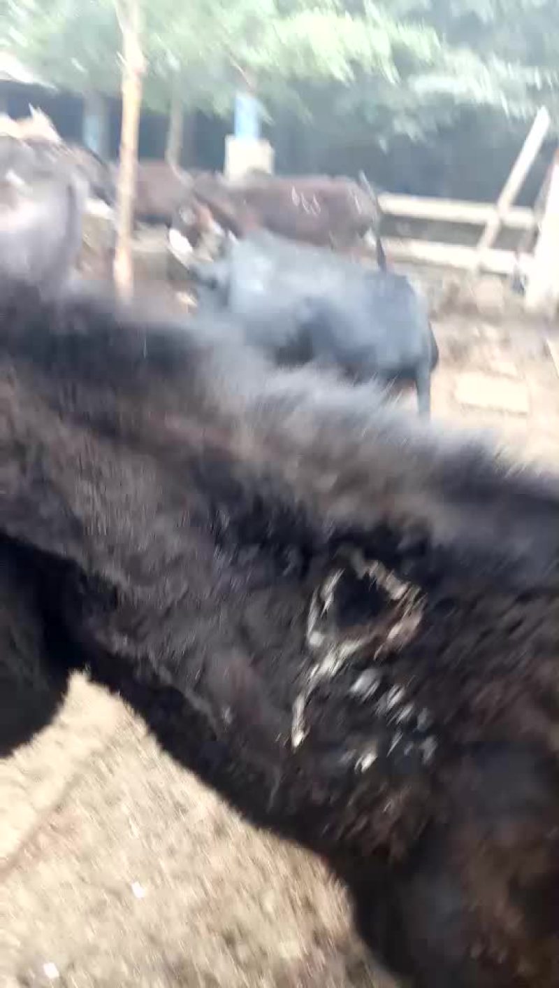驴肉