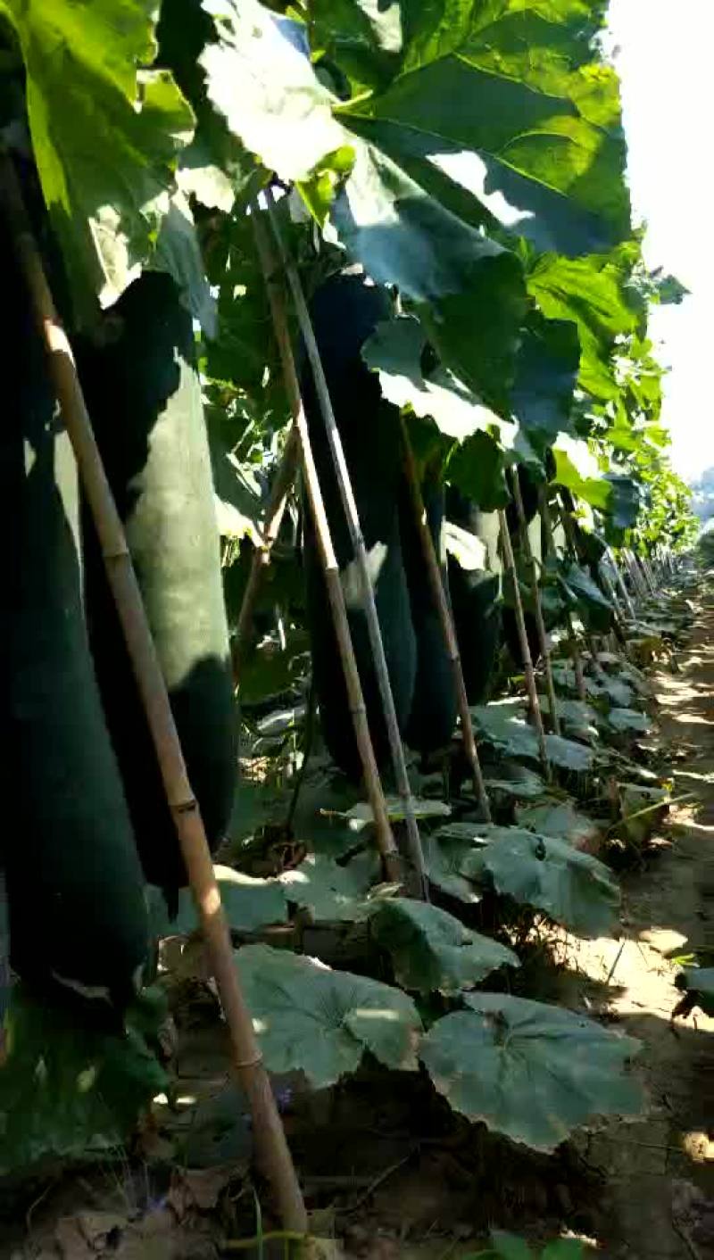 优质冬瓜