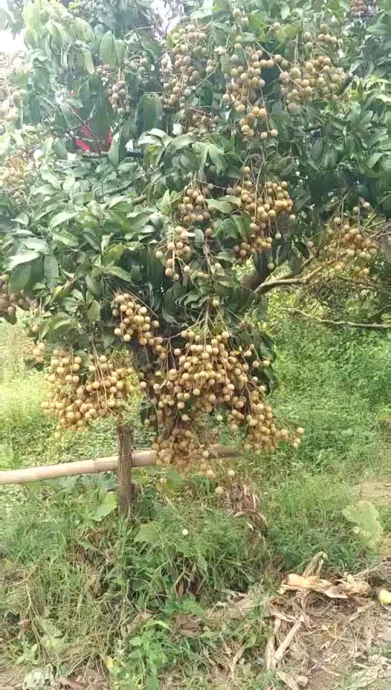 龙眼
