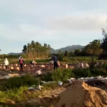 番薯粉