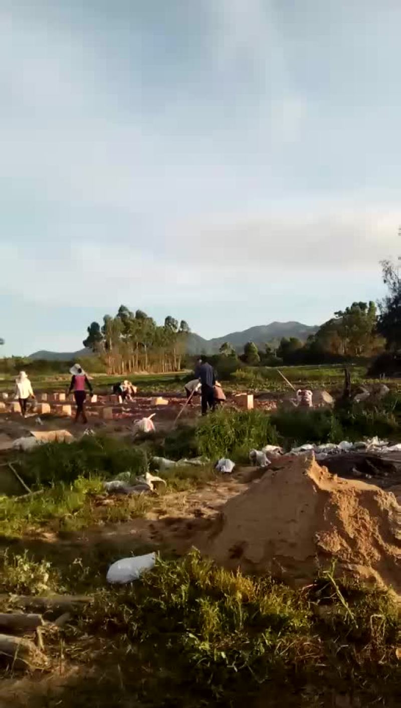 番薯粉