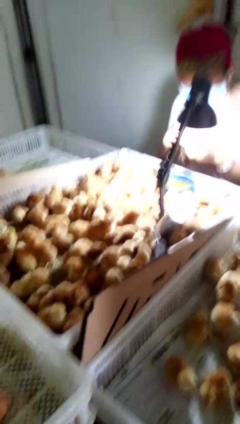 【诚信经营，基地直供】红玉鸡苗价格，购买鸡苗的老板欢迎洽