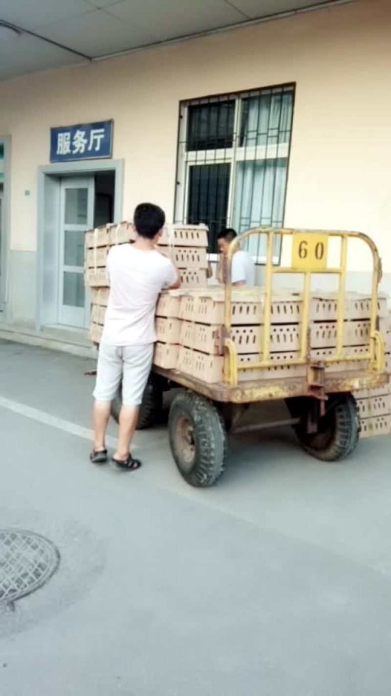 【诚信经营，基地直供】红玉鸡苗价格，购买鸡苗的老板欢迎洽