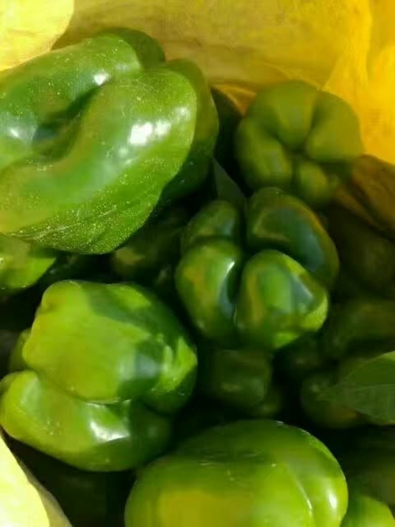 绿椒