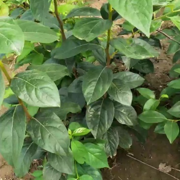 甜柿子树苗