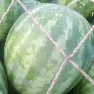 花皮无籽西瓜