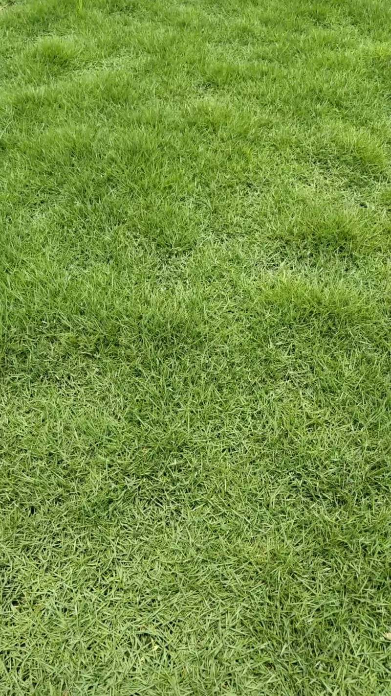 自產自銷十成马尼拉草皮