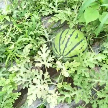 东北西瓜，甜王，嘎嘎甜