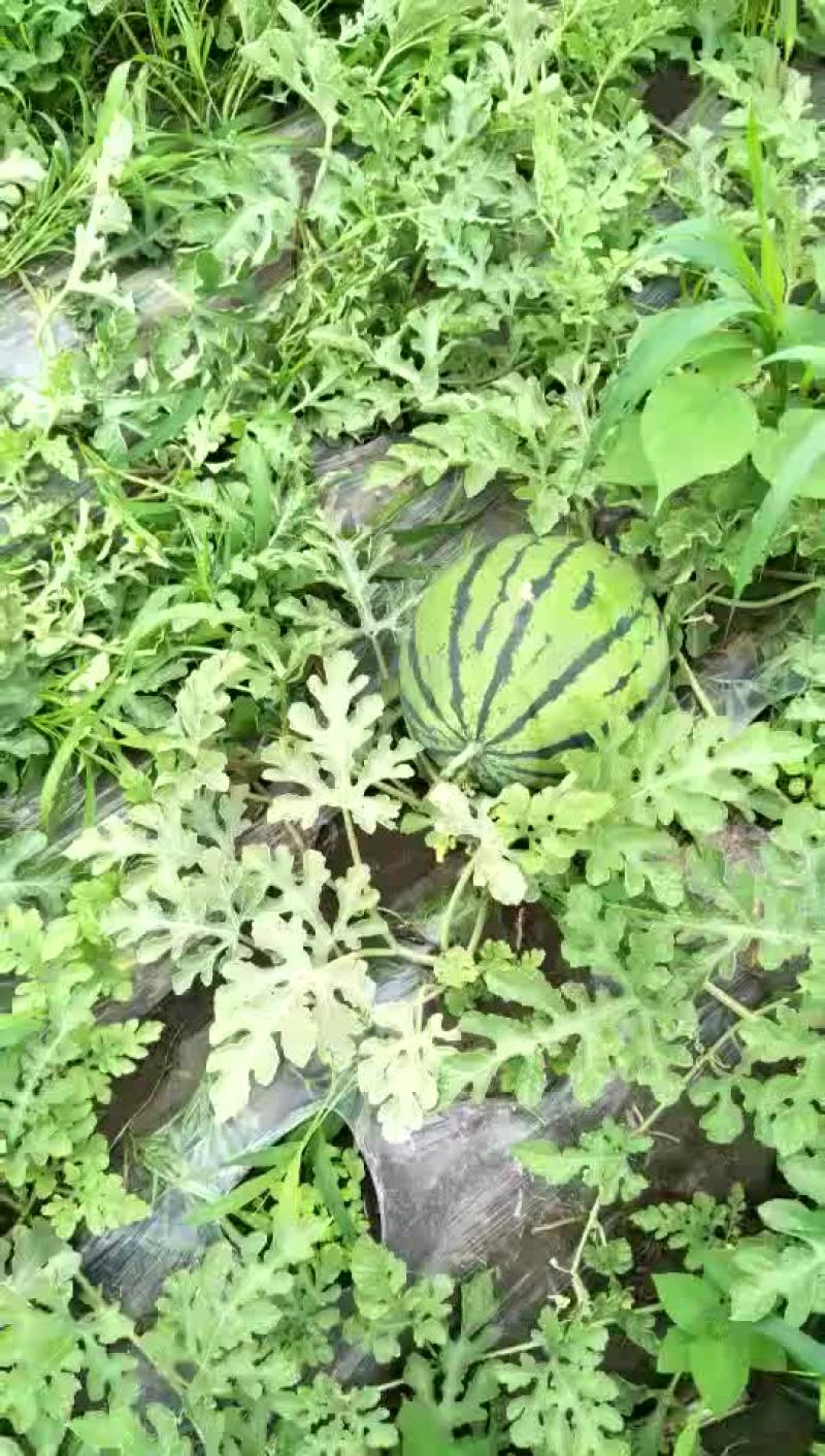 东北西瓜，甜王，嘎嘎甜