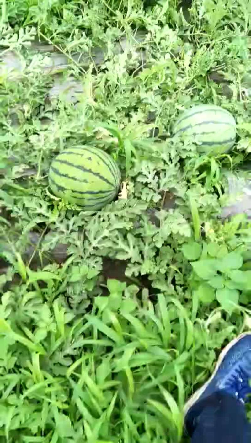东北西瓜，甜王，嘎嘎甜