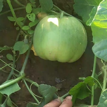 百亩甜瓜马上上市