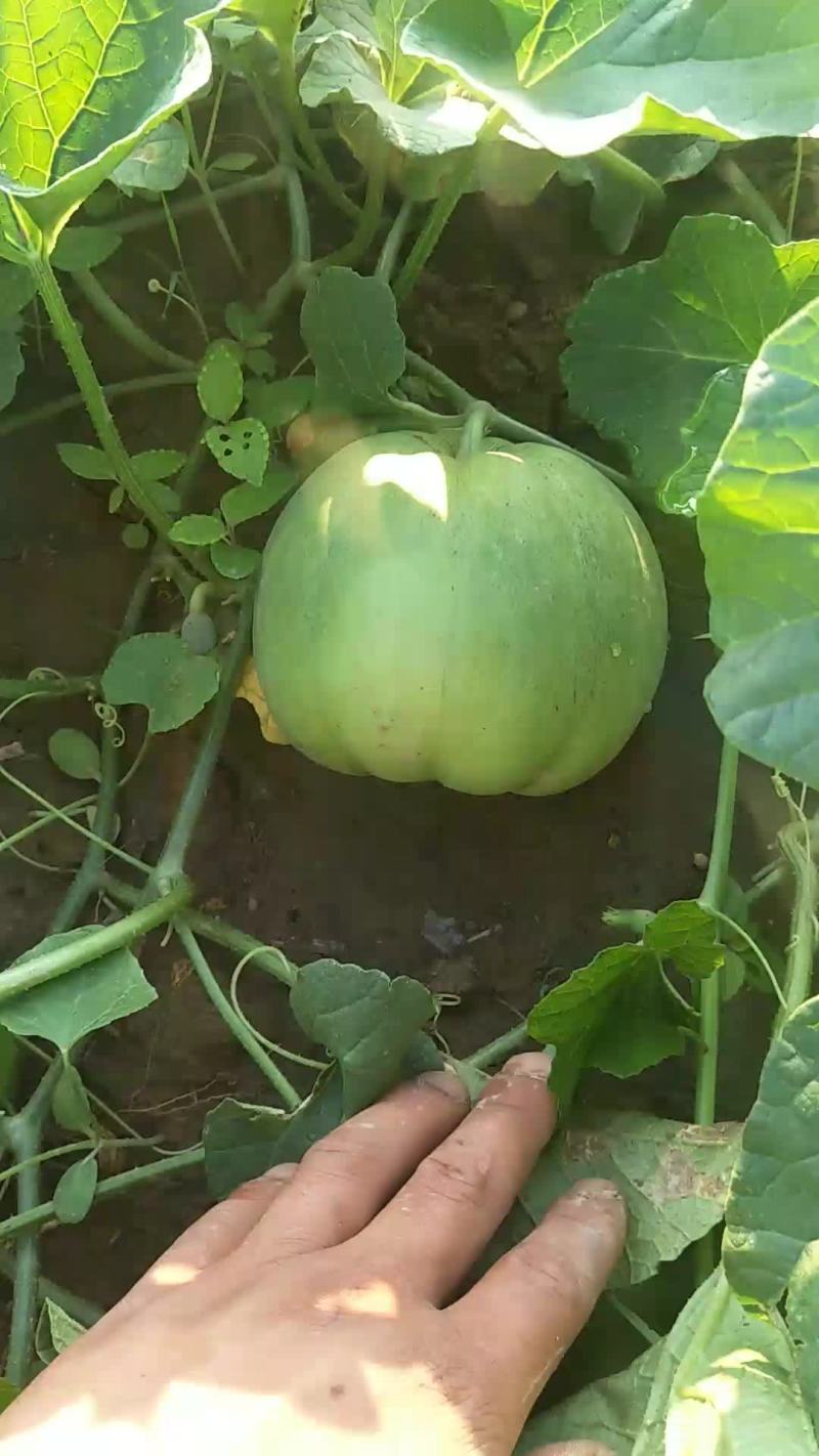 百亩甜瓜马上上市
