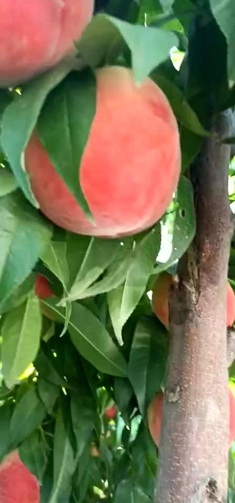 陕西万亩毛桃大量上市