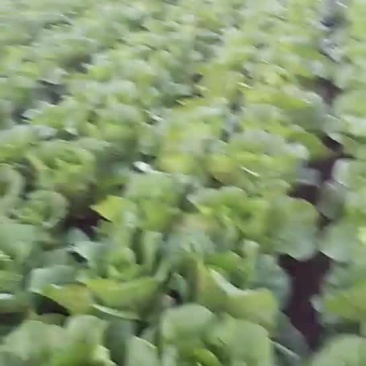 大白菜