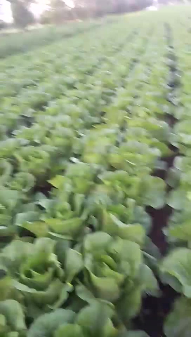 大白菜