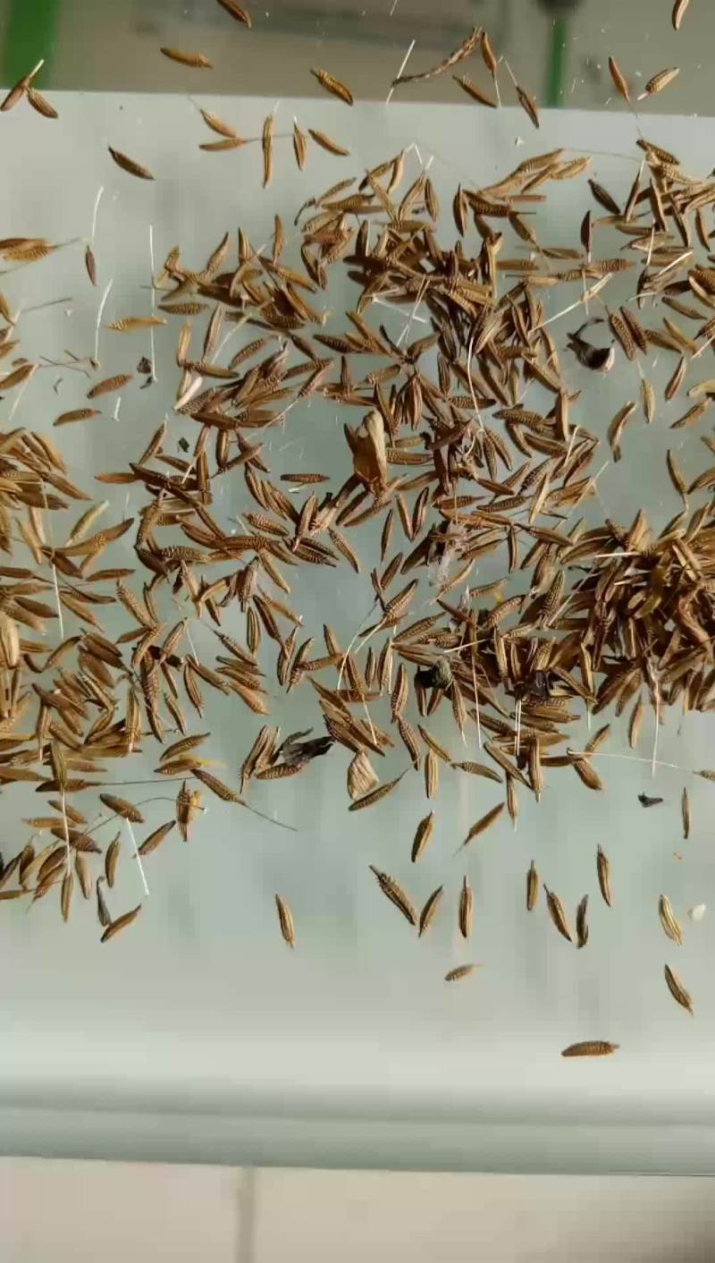 蒲公英种子，