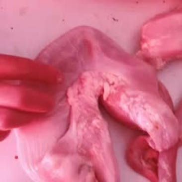 猪肚子食管肚