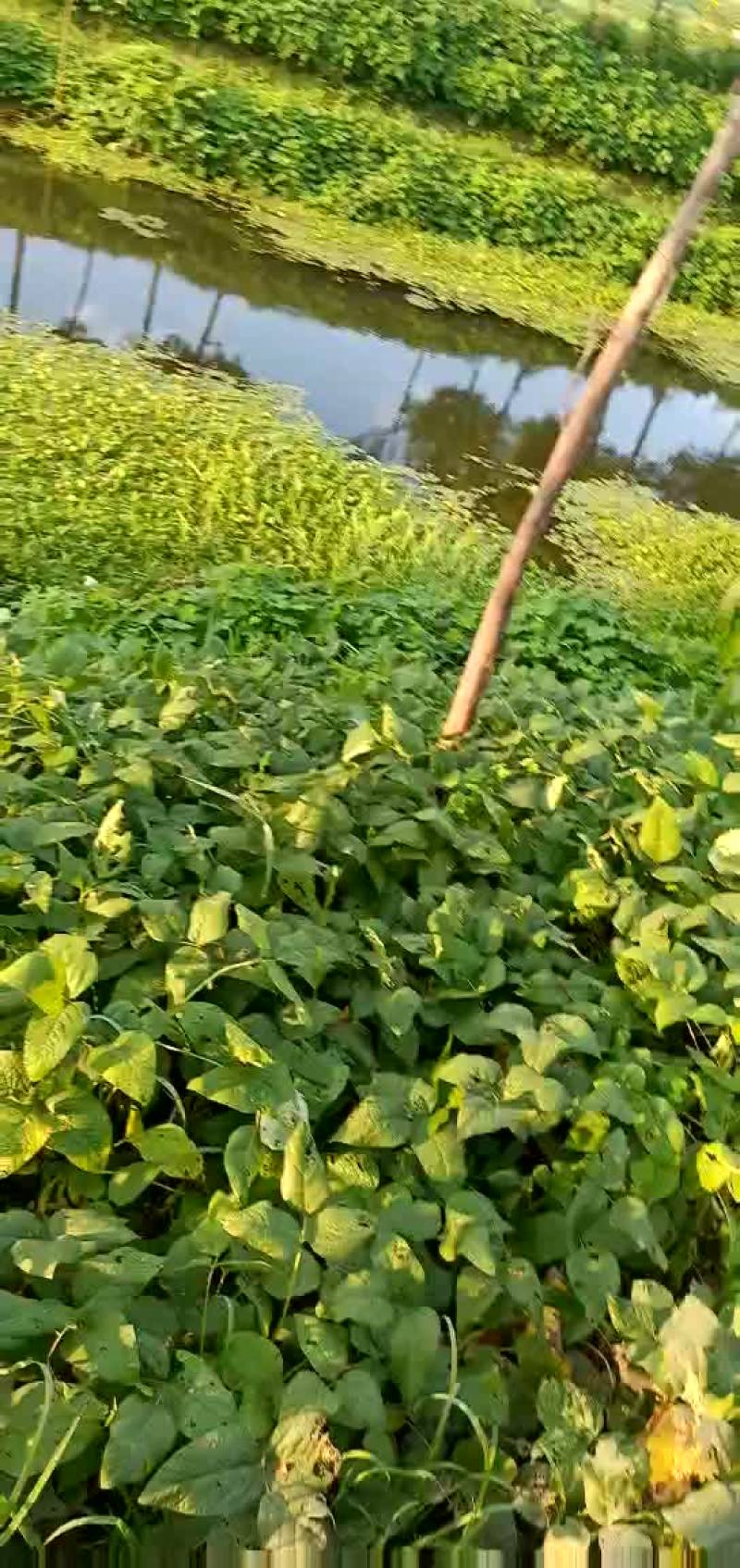 菱角
