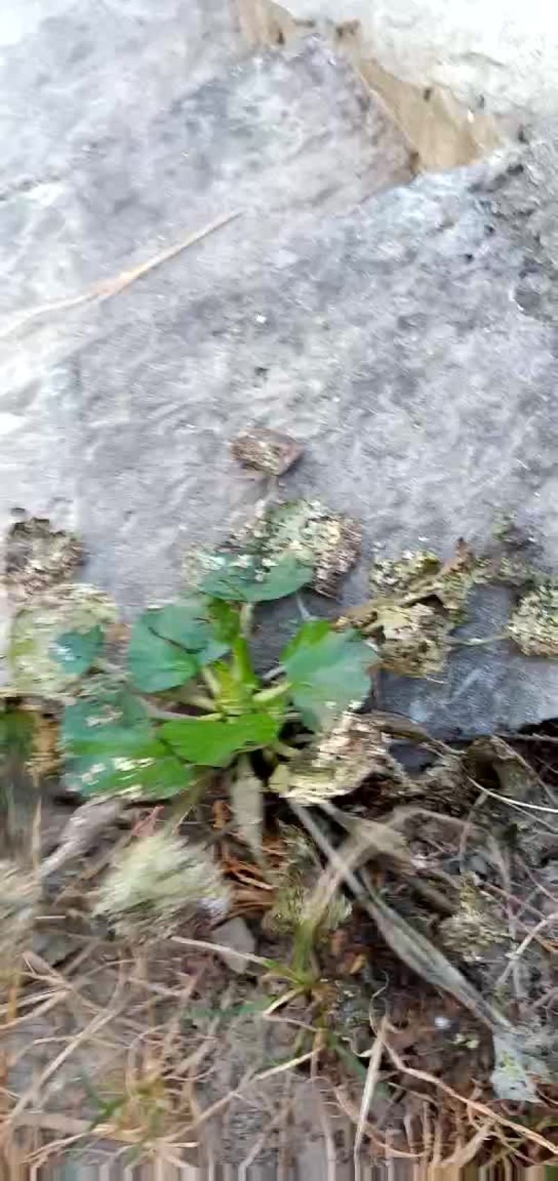 菱角