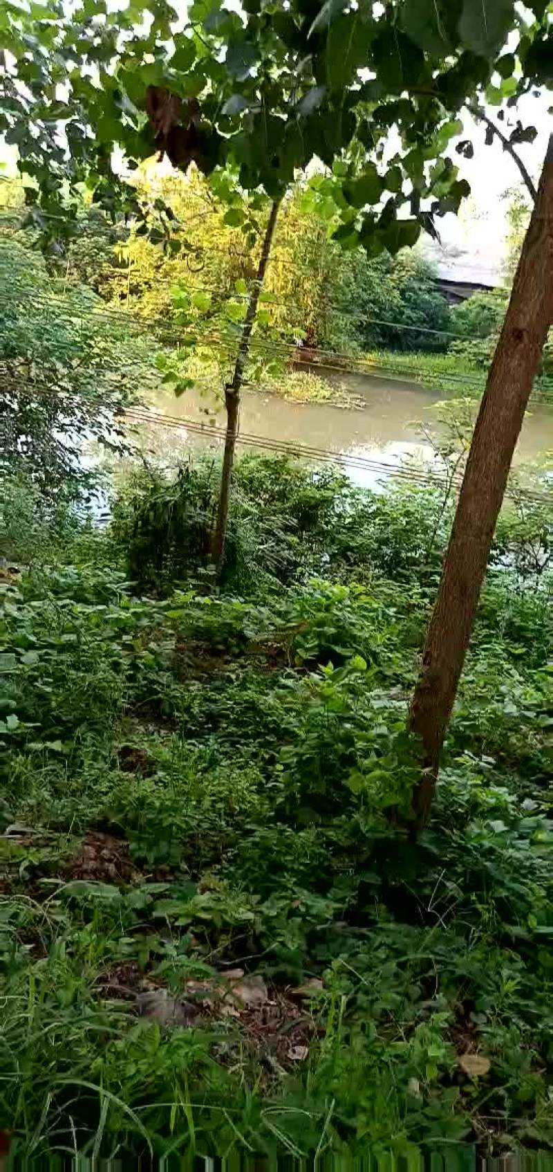 菱角