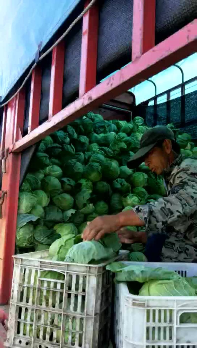 小甘蓝