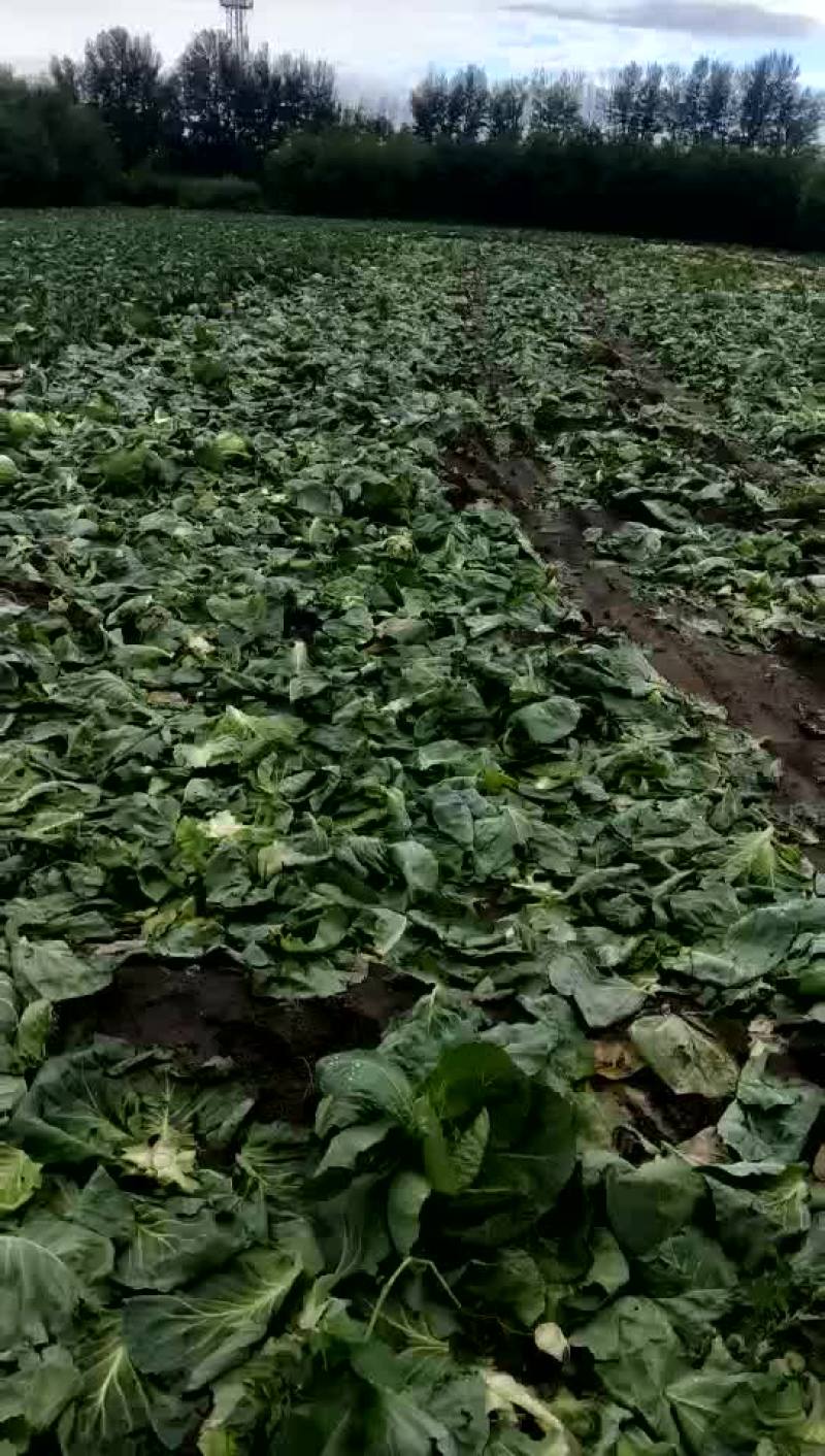 小甘蓝