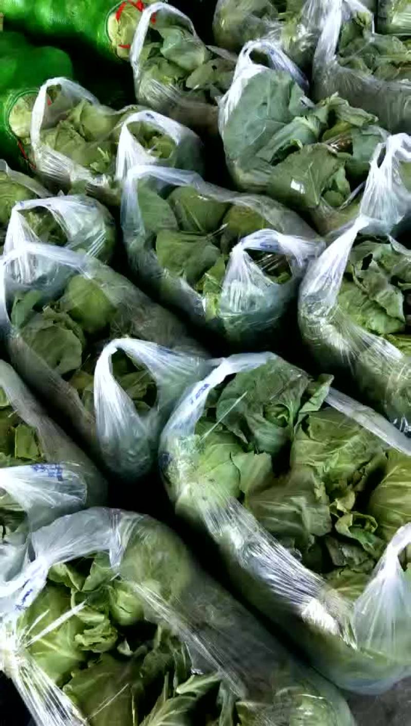 小甘蓝